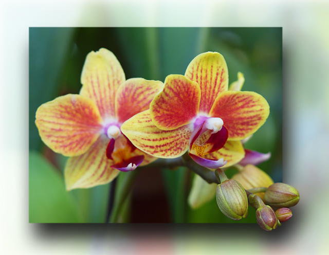 орхидея, - бутон, цветы - оригинал