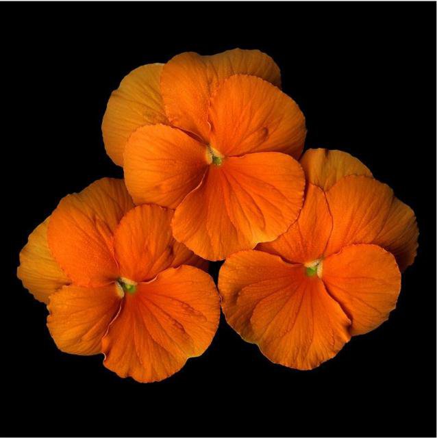 желтое на черном - букетик, анютины глазки, цветы - оригинал