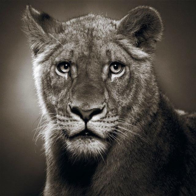 царица - животное, кошка - оригинал