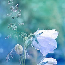 Схема вышивки «№70564»