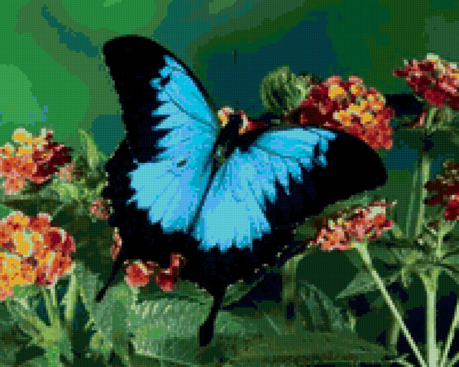 голубая бабочка на первоцвете - бабочки - предпросмотр