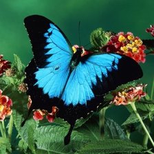 Оригинал схемы вышивки «голубая бабочка на первоцвете» (№70585)
