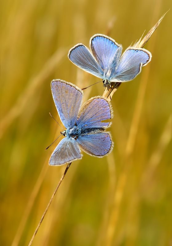 голубые мотыльки - бабочки - оригинал