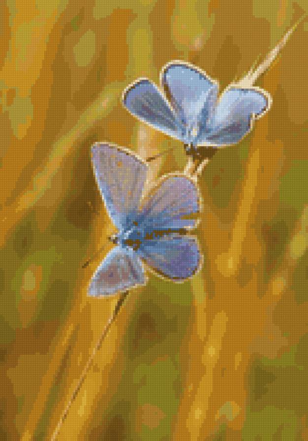 голубые мотыльки - бабочки - предпросмотр