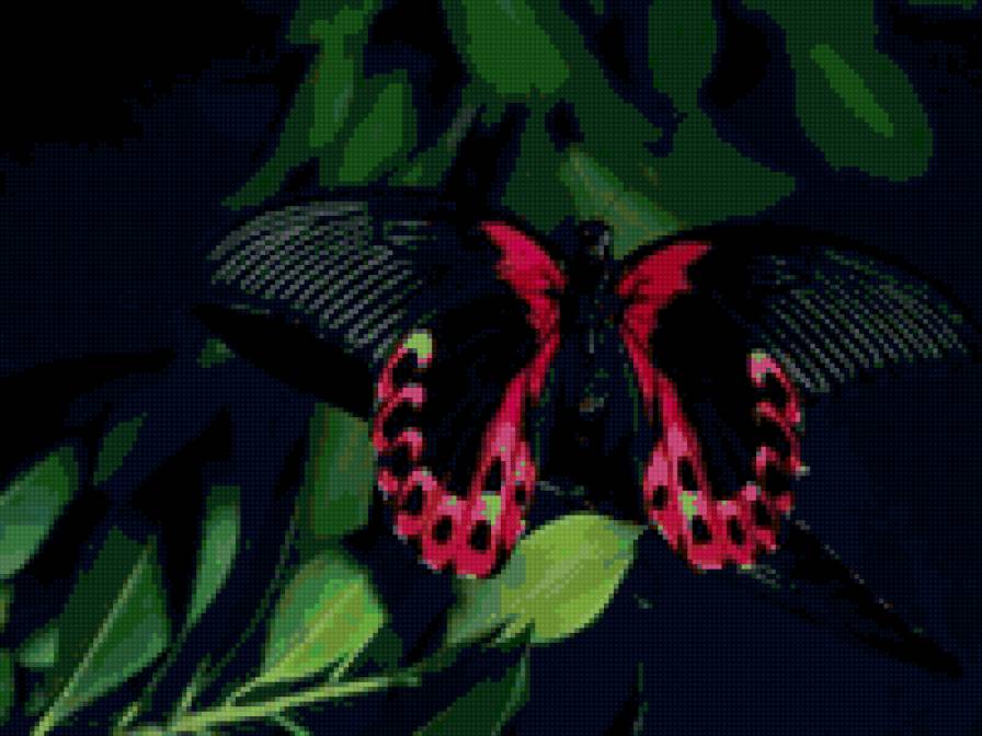 черно-красная бабочка - бабочки - предпросмотр