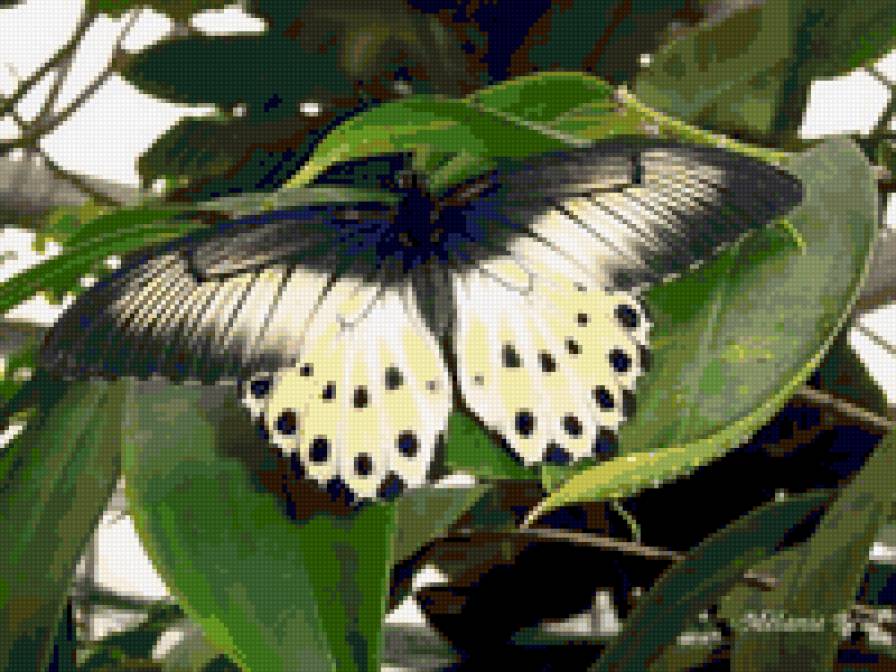 просто красивая бабочка - бабочки - предпросмотр