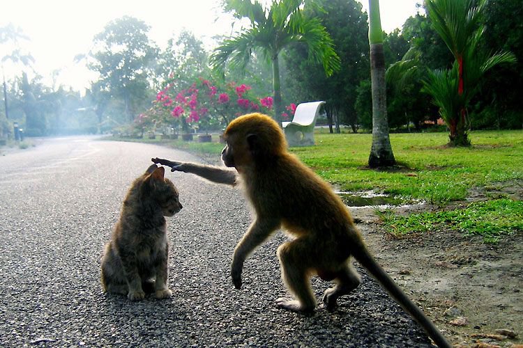знакомство - животные - оригинал