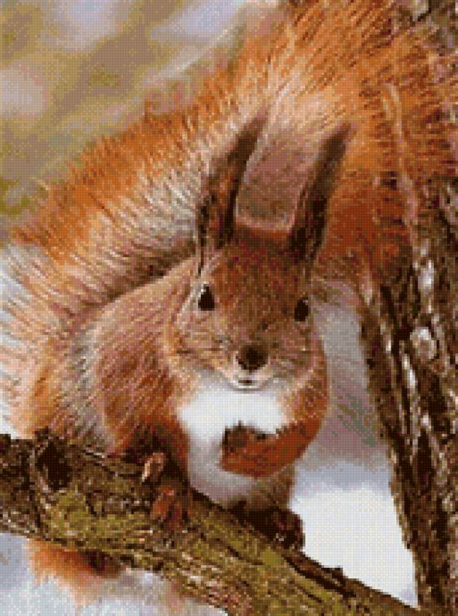 Белочка - животные, белка - предпросмотр