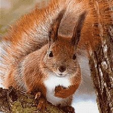 Схема вышивки «Белочка»