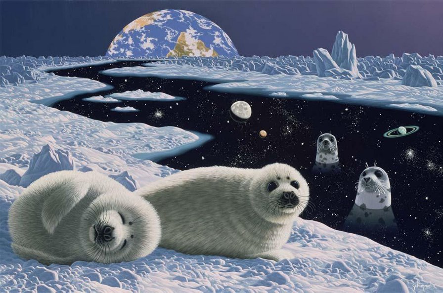Тюлени - океан, тюлень, животные, космос - оригинал