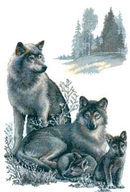 Семья волков - семья, хищник, животные, волк - оригинал