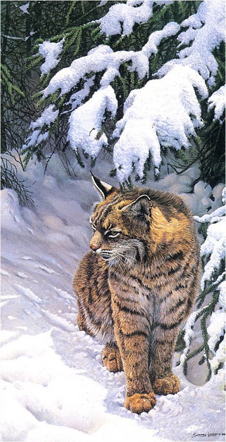 Очаровательная рысь - кошка, животные, рысь, зима, хищник - оригинал