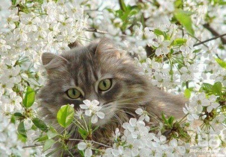 Котик и цветы - животные, цветы, кошка, котенок - оригинал