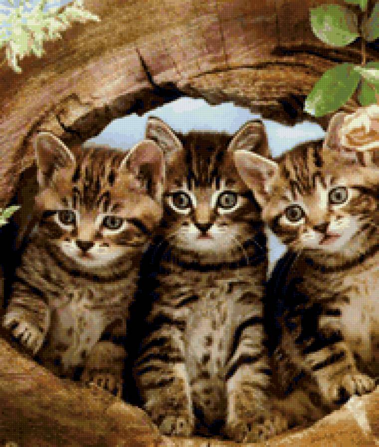 Котята - котенок, кошка, животные - предпросмотр