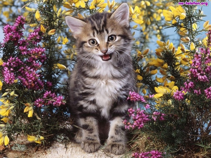 Мяукнул - котенок, кошка, цветы, животные - оригинал
