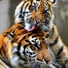 Схема вышивки «№70791»