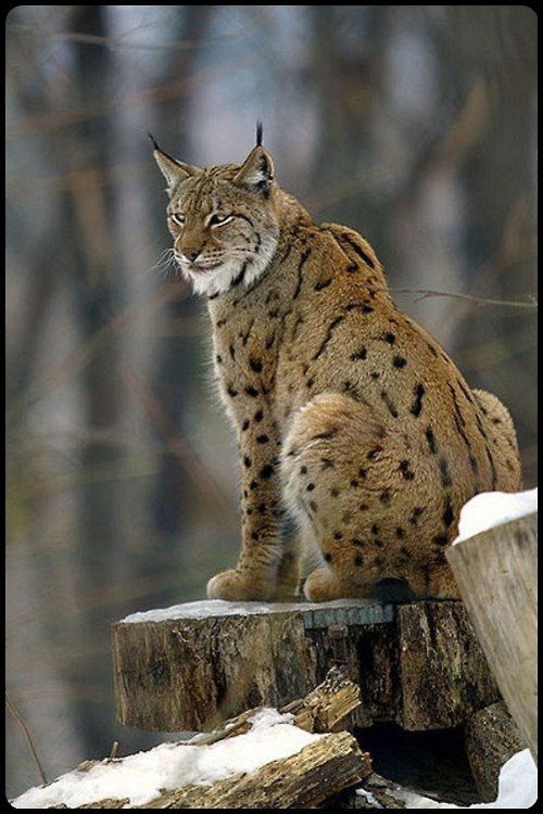 Рысь - животные - оригинал