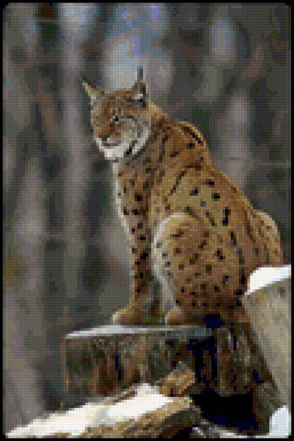 Рысь - животные - предпросмотр