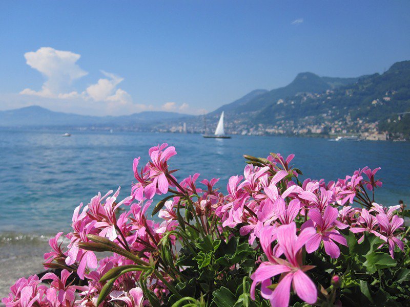 озеро - озеро, цветы, парусник - оригинал