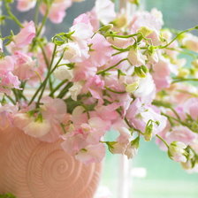 Схема вышивки «Сама нежность»