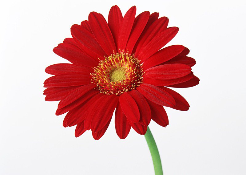 Гербера - подушка, цветы - оригинал