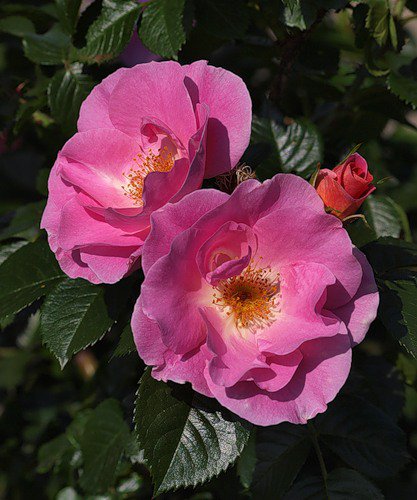 Шиповник - природа, цветы - оригинал