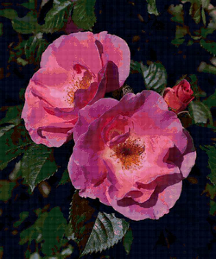 Шиповник - цветы, природа - предпросмотр