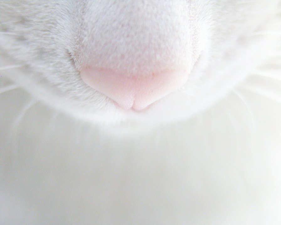 носик - кошка - оригинал