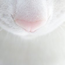 Схема вышивки «носик»