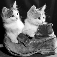 котята в ботинке