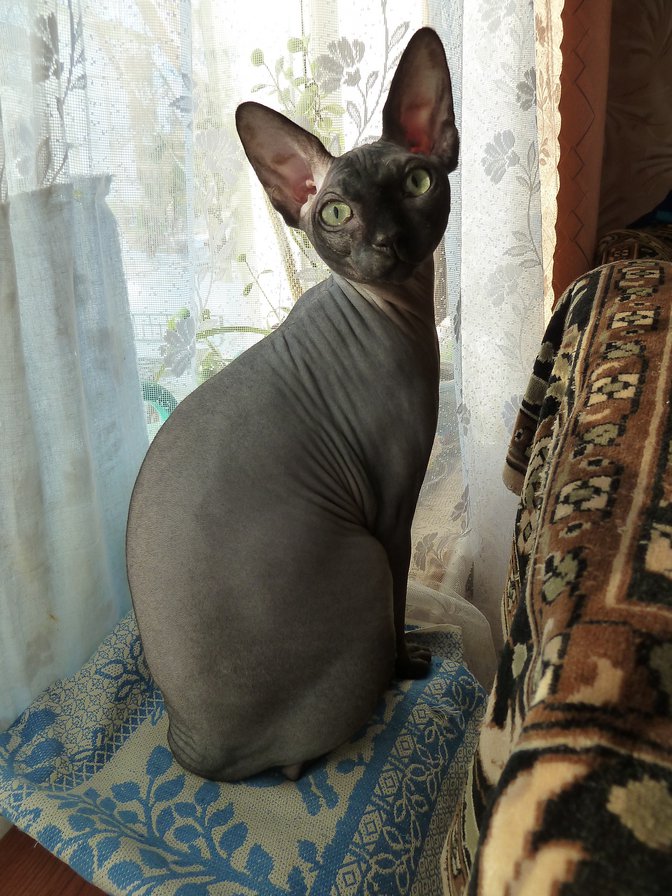 Масик - любимчик - оригинал