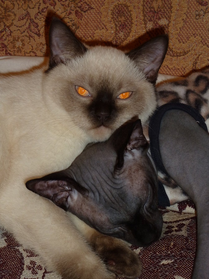 наши дети - оригинал