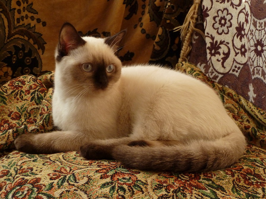 Беник - оригинал