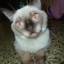 Схема вышивки «Беник 2»