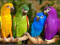 попугайчики - птицы - оригинал