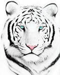 Оригинал схемы вышивки «белый тигр» (№71467)