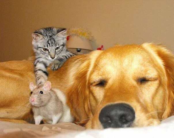 Друзья - собака, мышь, друзья, семья, кот - оригинал