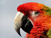 попугай - птицы - оригинал