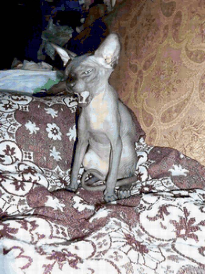 Масик 5 - предпросмотр