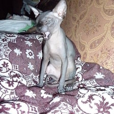 Схема вышивки «Масик 5»