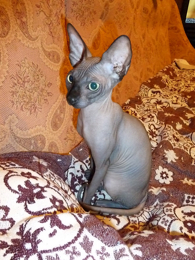 Масик 7 - оригинал