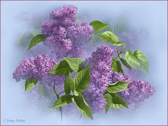 сирень - сирень, цветы - оригинал