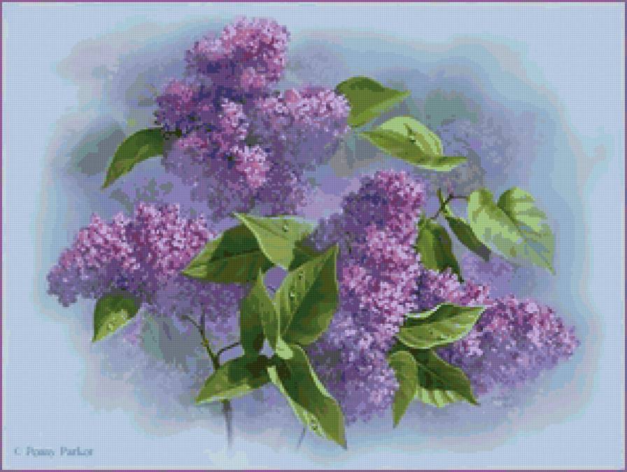 сирень - цветы, сирень - предпросмотр