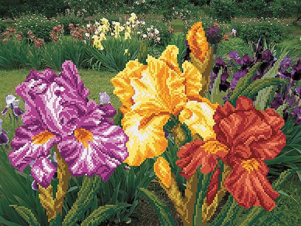 Клумба с ирисами - оригинал