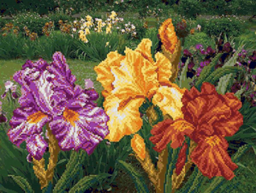 Клумба с ирисами - предпросмотр