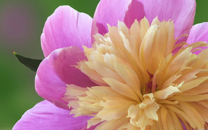 пион - цветы - оригинал