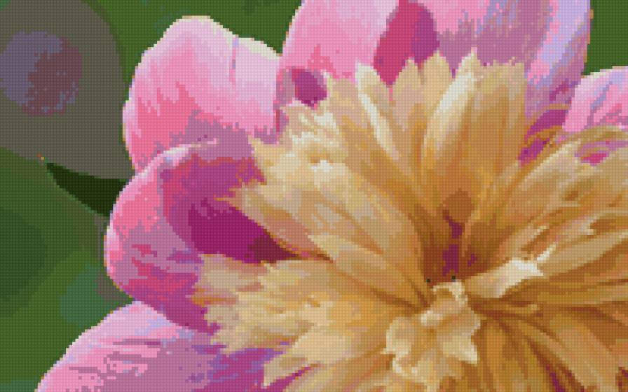 пион - цветы - предпросмотр