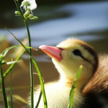 Схема вышивки «уточка»