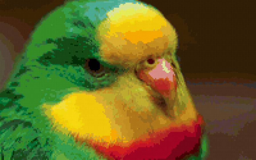 попугай - птица - предпросмотр