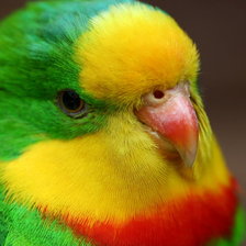 Схема вышивки «попугай»